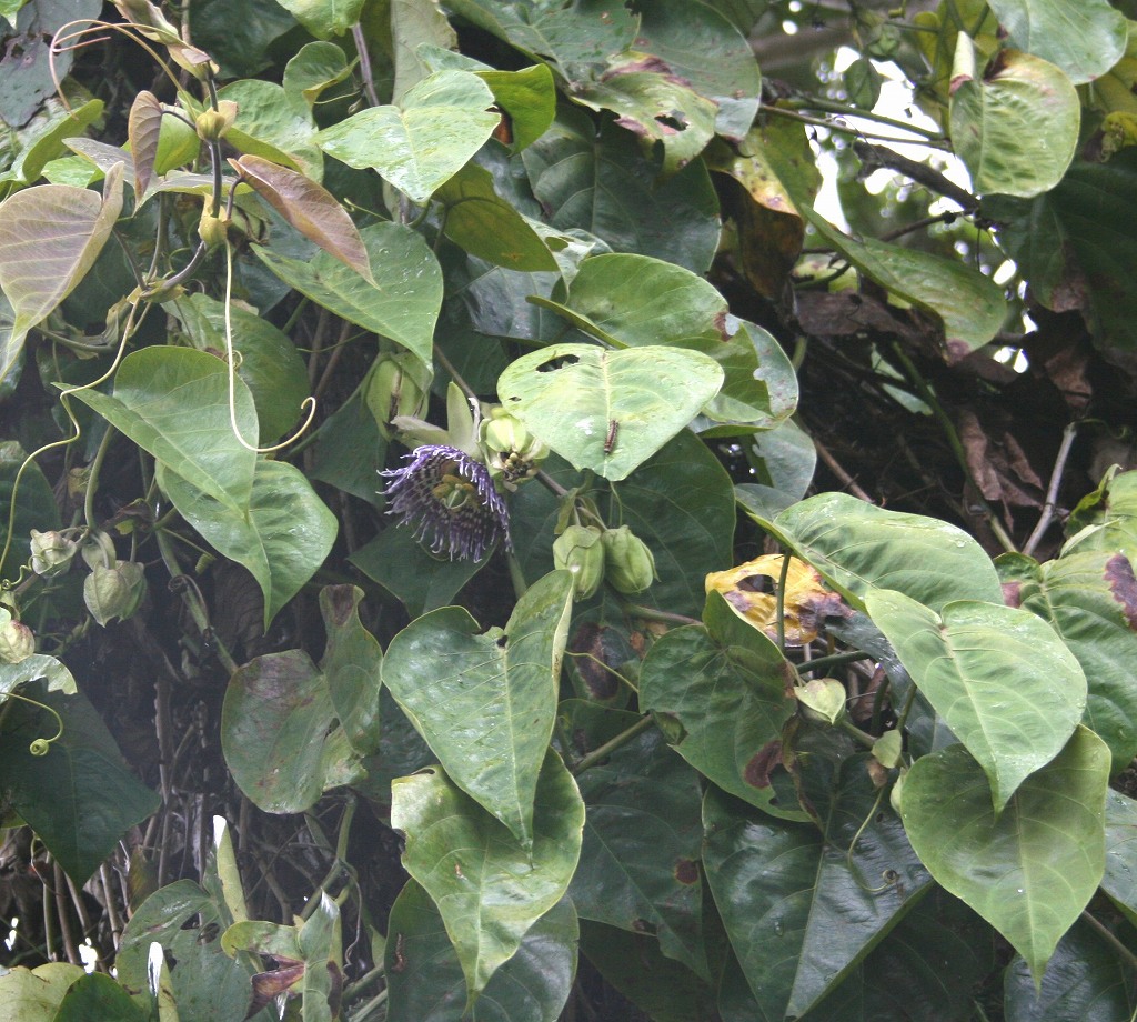 s-70104036.jpg